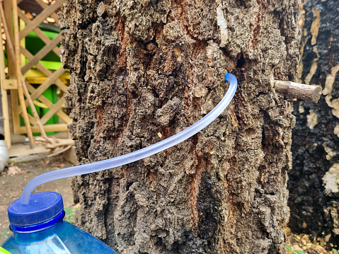 collect birch sap juice, birch tapping from hole in tree into container through  straw