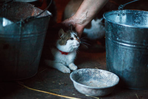 Domestic cats drink fresh milk.