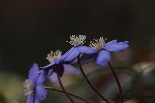 Anemone hepatica flowers in the forest in winter