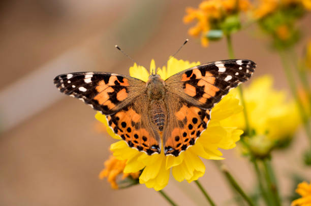istock American Lady butterfly on a wildflower 1477236995