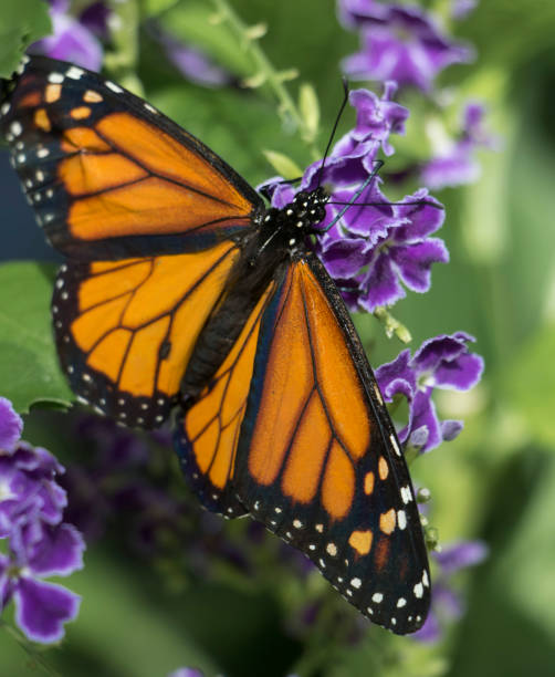 istock Monarch Butterfly on purple blossoms 1477237874