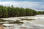 The field is flooded with melt water. Edge of green pine forest. Cloudy spring day