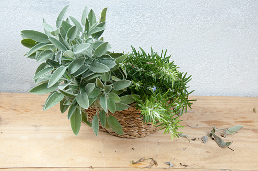 sage and rosemary in a basket on the table