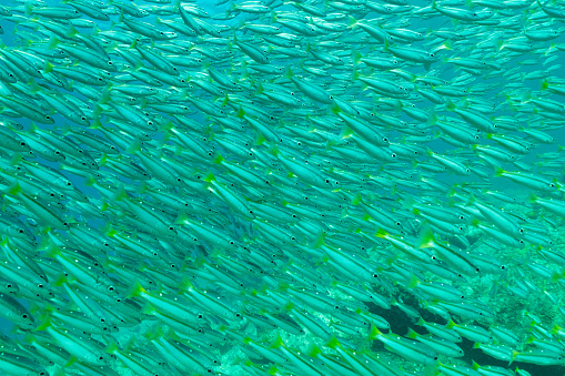 Snappers inhabit tropical and subtropical regions of all oceans. Some snappers grow up to about 1 m (3.3 ft) in length however one specific snapper, the cubera snapper, grows up to 1.52 m (5 ft 0 in) in length. Most are active carnivores, feeding on crustaceans or other fish, though a few are plankton-feeders. They can be kept in aquaria, but mostly grow too fast to be popular aquarium fish. Most species live at depths reaching 100 m (330 ft) near coral reefs, but some species are found up to 500 m (1,600 ft) deep.