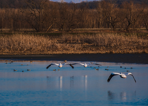 Three white pelicans flying low above Midwestern lake in early spring, reflecting in blue water
