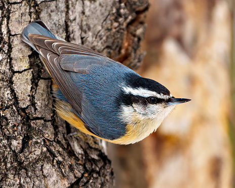 Red-breasted Nuthatch clinging on a tree trunk with a blur background in its environment and habitat surrounding. Nuthatch Portrait.