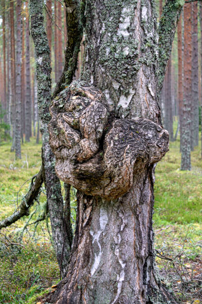istock A large growth of suvel on a birch in the forest. 1477243360