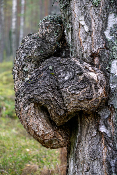 istock A large growth of suvel on a birch in the forest. 1477243368