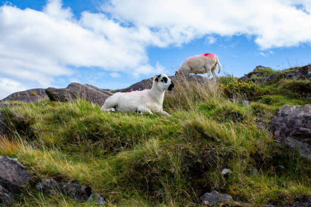 Travelling through the West Cork landscape, summer Ireland