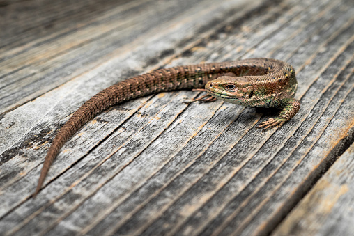 A nimble brown lizard on a gray wooden table background.