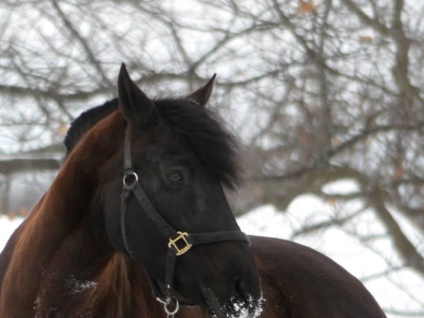 istock Beautiful horse in winter 1477245784