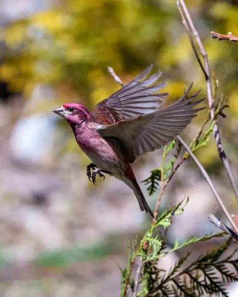 Photo of Purple Finch Photo and Image. Bird flight. Finch male flying with its beautiful red colour spread wings with a blur background in its environment and habitat surrounding.