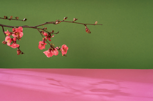 Composition empty podium material tree and spring flowers. Empty background composition for cosmetic product presentation. Bright spring composition green and pink color background