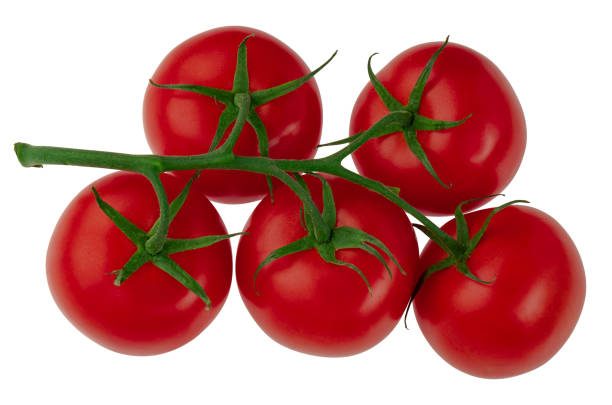 istock branch of ripe tomatoes, ripe red tomatoes 1477247771