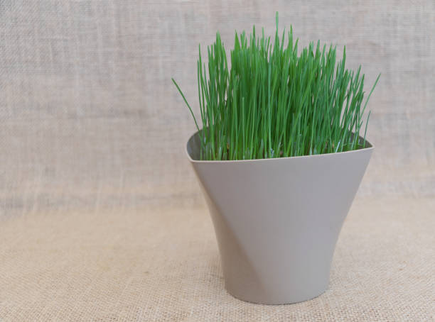 istock Sprouted wheat grass in a brown pot on a burlap background 1477247797