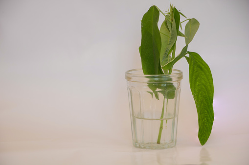 A cutting of Telegraph Plant in a glass vase on a white background with copy space, propagation concept