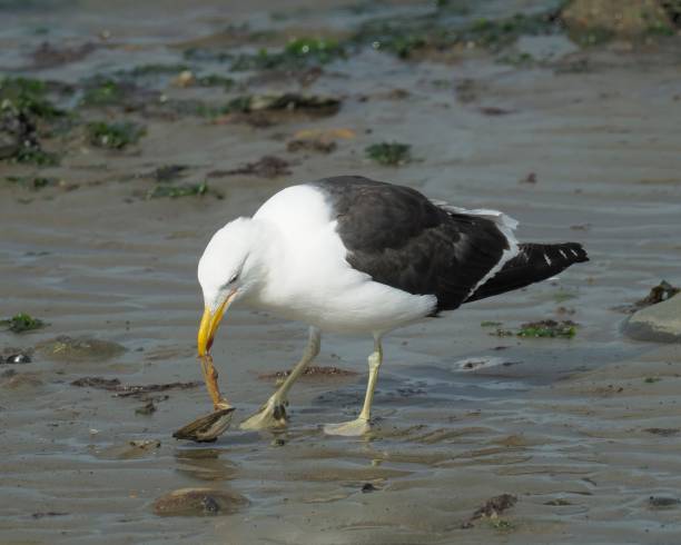 An adult Kelp Gull finds and devours a large mussel An adult Kelp Gull (Larus dominicanus) devours a large mussel on a beach in Patagonia, after dropping on to rocks from a height to crack open the shell. kelp gull stock pictures, royalty-free photos & images