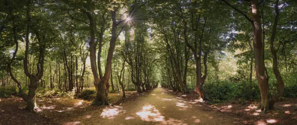 Photo of Tree-lined path of linden, beech and oak on old estates
