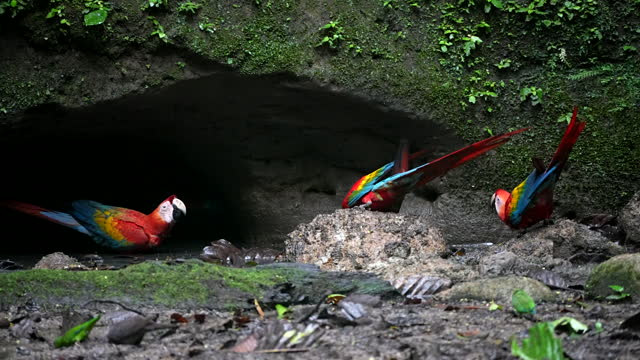 Scarlet Macaws, Cobalt-winged Parakeets, Orange-Cheeked Parrots