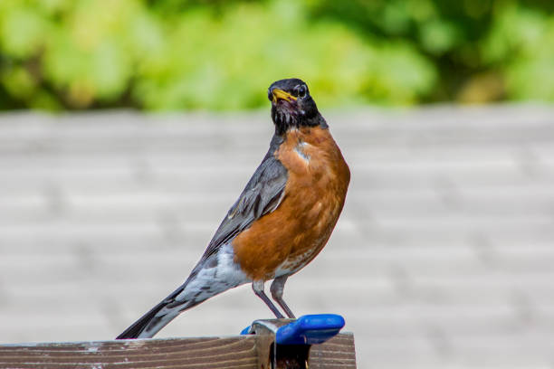 istock Robin Sitting on Fence Post in Summer 1477251002