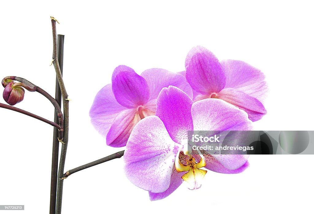 Rosa Orchidee - Lizenzfrei Blütenblatt Stock-Foto