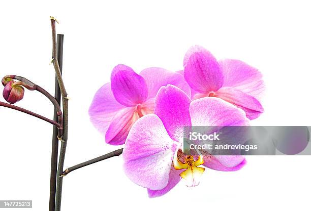 Orquídea De Rosa - Fotografias de stock e mais imagens de Beleza natural - Beleza natural, Botão - Estágio de flora, Branco