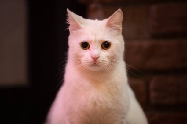 White stray cat. The cat is a domestic species of small carnivorous mammal. It is the only domesticated species in the family Felidae and is commonly referred to as the domestic cat or house cat to distinguish it from the wild members of the family. stray animal stock pictures, royalty-free photos & images