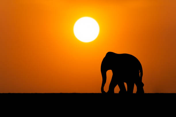 istock Walking elephant silhouette during evening and sun at background. Copy space for letters. 1477252225