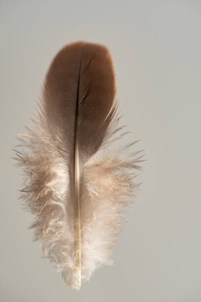 istock Feather, feather photographed standing up against gray background, selective focus. 1477254712