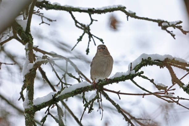 istock Sparrow sits on the branches of a tree 1477254867