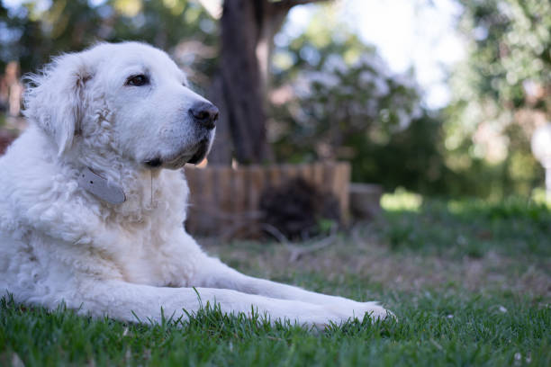 istock Pets in the garden 1477258547