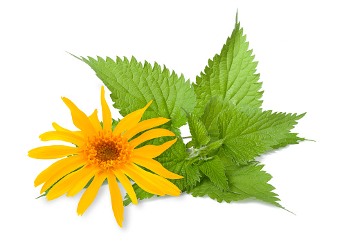 Arnica and nettle isolated on white background