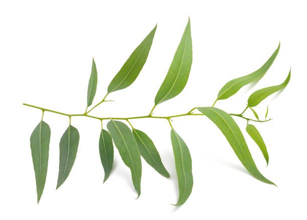 istock Eucalyptus branch with leaves 1477259193