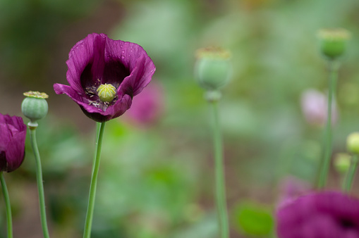 A DSLR close-up photo of a beautiful anemone flower on a green background. Shallow depth of field. Much space for copy.