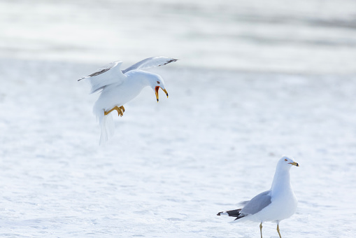 ring-billed gull  pair during the mating season
