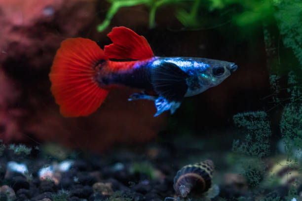 Young Male tuxedo dumbo guppy