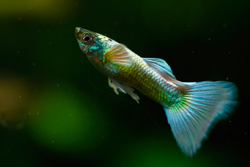 Young Male pastel blue guppy