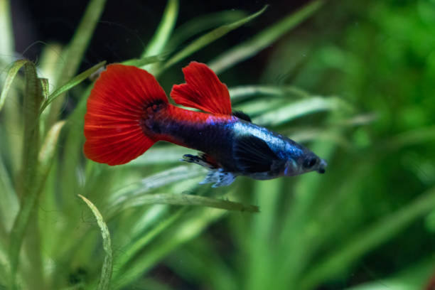 istock Young Male tuxedo dumbo guppy 1477262734