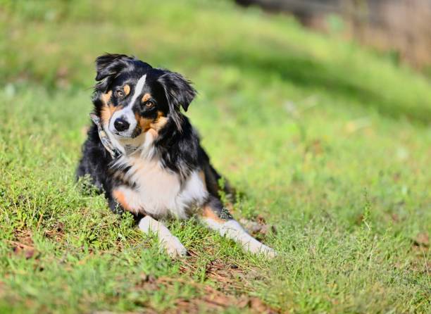 istock An Australian Shepherd dog laying in grass with head tilted 1477262737