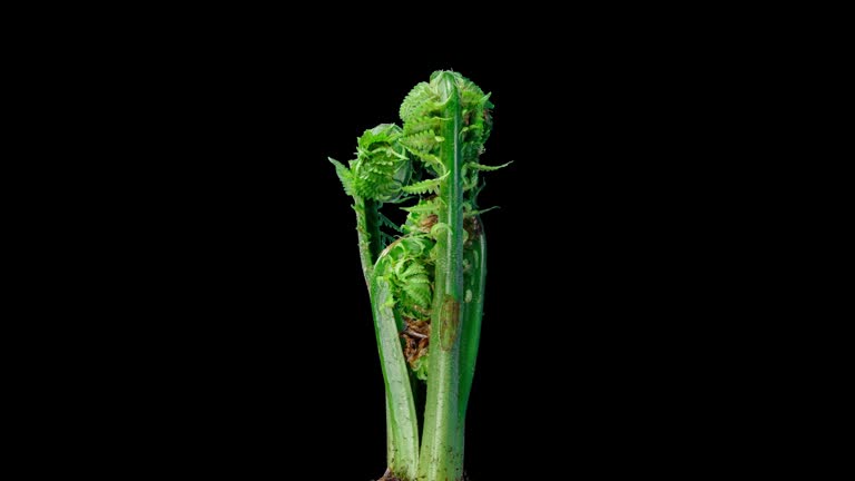 Matteuccia or Ostrich Fern Grows in Time Lapse on a Black Background. Young Edible Leafs of Fern Matteuccia Struthiopteris. General View of Plant in Early Spring and Young Green Frond