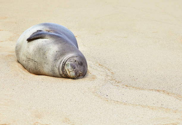 istock Hawaiian Monk Seal sleeping on the Beach 1477265153