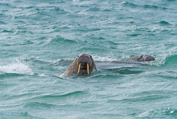 istock A Pair of Walrus Patrolling the Arctic Coast 1477265378