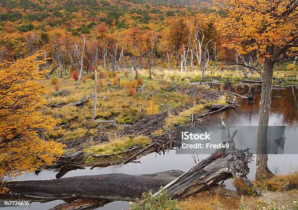 Ushuaia Park Beaver Dam Stock Photo - Download Image Now - Argentina, Autumn, Beaver