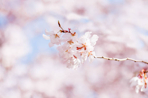 istock Cherry blossoms in full bloom with beautiful colors 1477266213