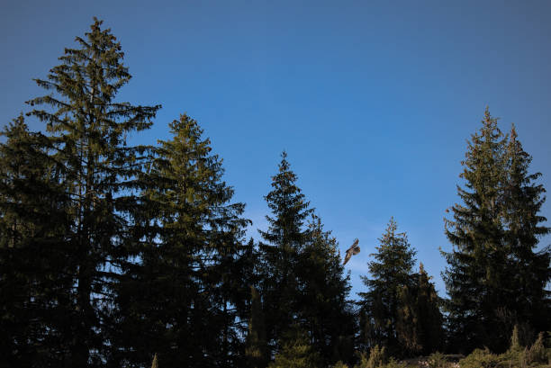 A bird flying over pine trees in the forest