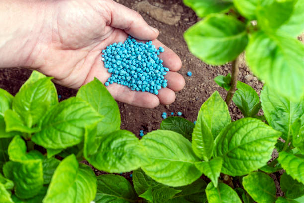 agricultor a mano dando fertilizante granulado a las plantas en huerto o cultivo orgánico. concepto de agricultura ecológica. - sales growth fotografías e imágenes de stock