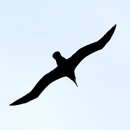 A single Wandering Albatross (Diomedea exulans), wings spread, soaring over the Pacific Ocean off southern Chile. The Wandering Albatross ‘species’ is currently split into several ‘types’ or ‘races’ that some biologists regard as separate species or subspecies. This bird seems to be a member of the “New Zealand” type, although it is not the only ‘type’ that breeds around those islands.