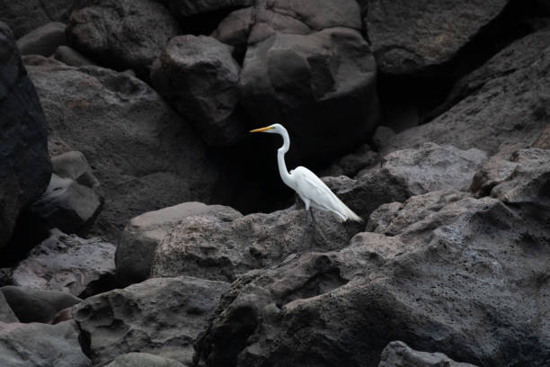 garça em rochas no perfil - iguacu national park - fotografias e filmes do acervo
