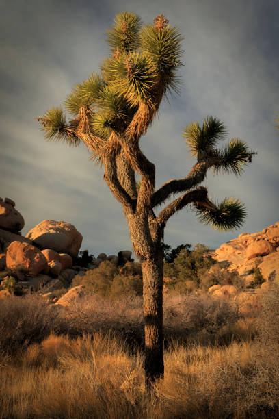 Joshua Tree en la puesta de sol - foto de stock