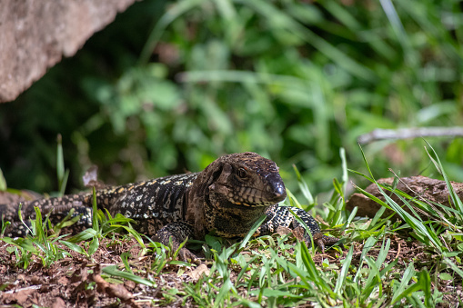 An argentine black and white tegu lies in the grass